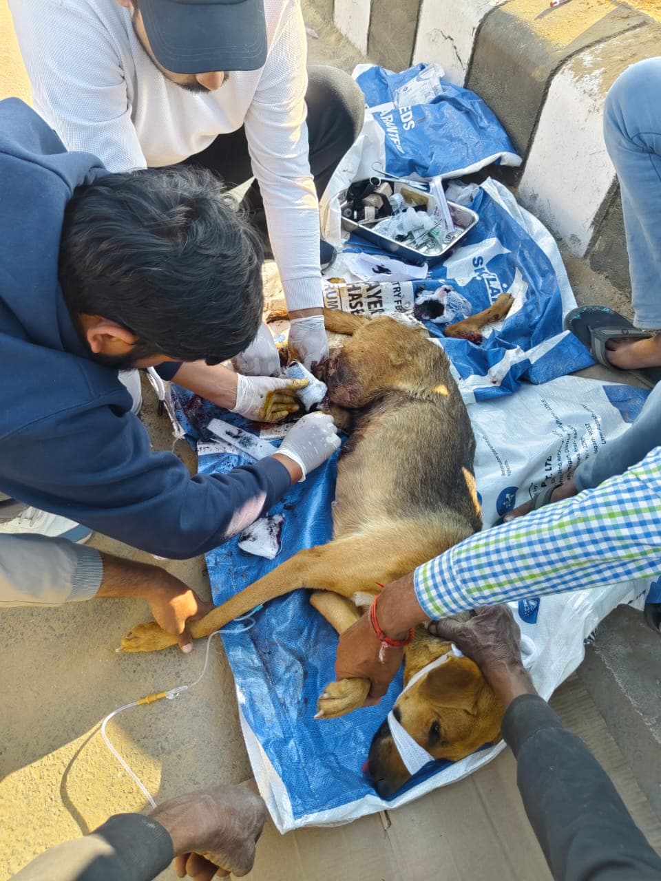 1962 Haryana Mobile Veterinary Unit  - Image 4